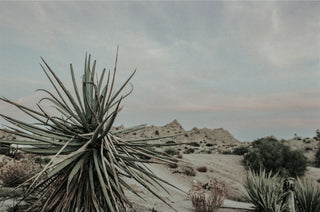 Plants in a cloudy desert scape.