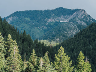 A forested mountain scape in Utah.