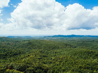 An expansive view of an Arkansas forest. 